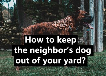 How to deal the neighbor’s dog in your yard? (Ultimate Guide)