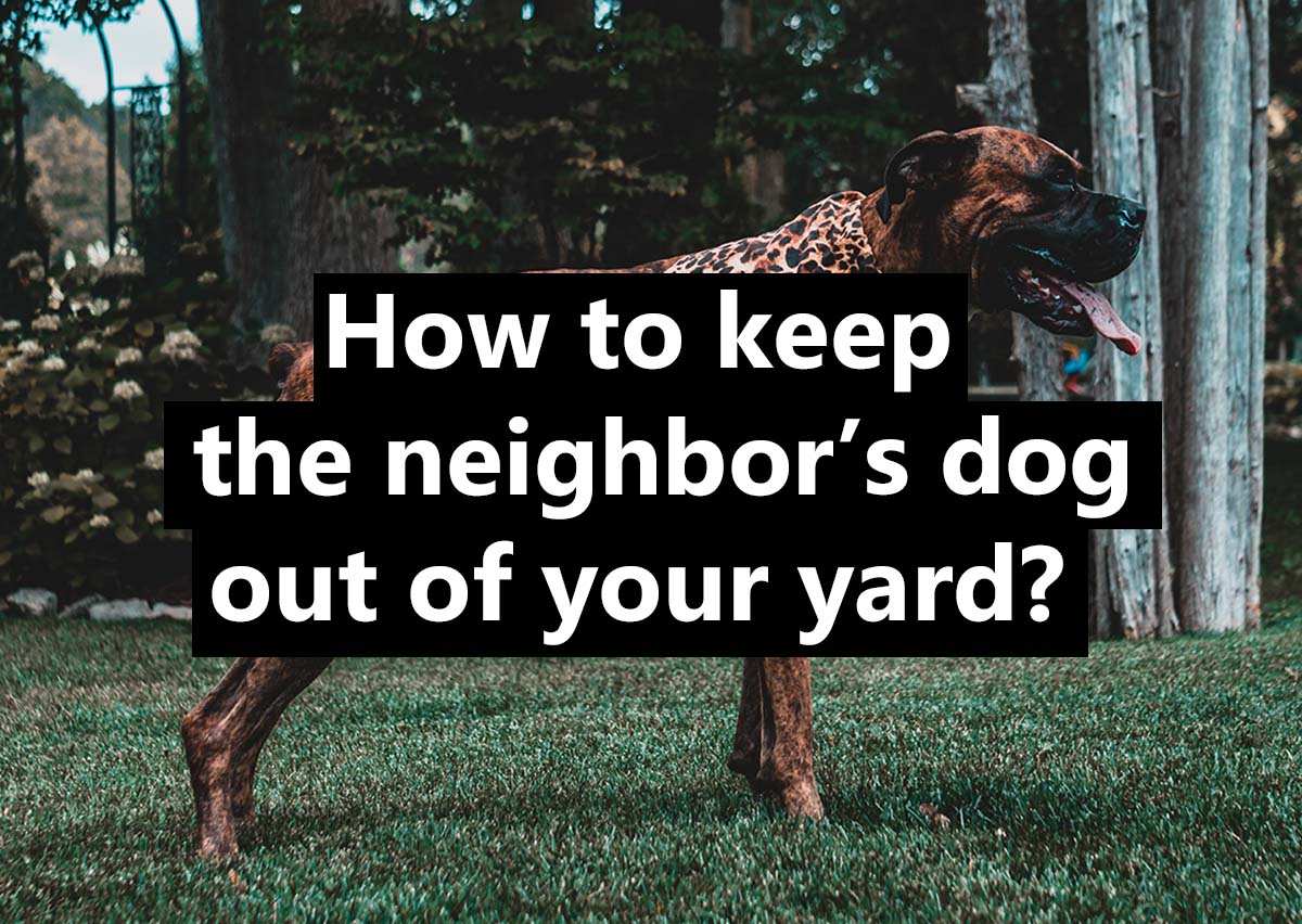 How to deal the neighbor’s dog in your yard? 